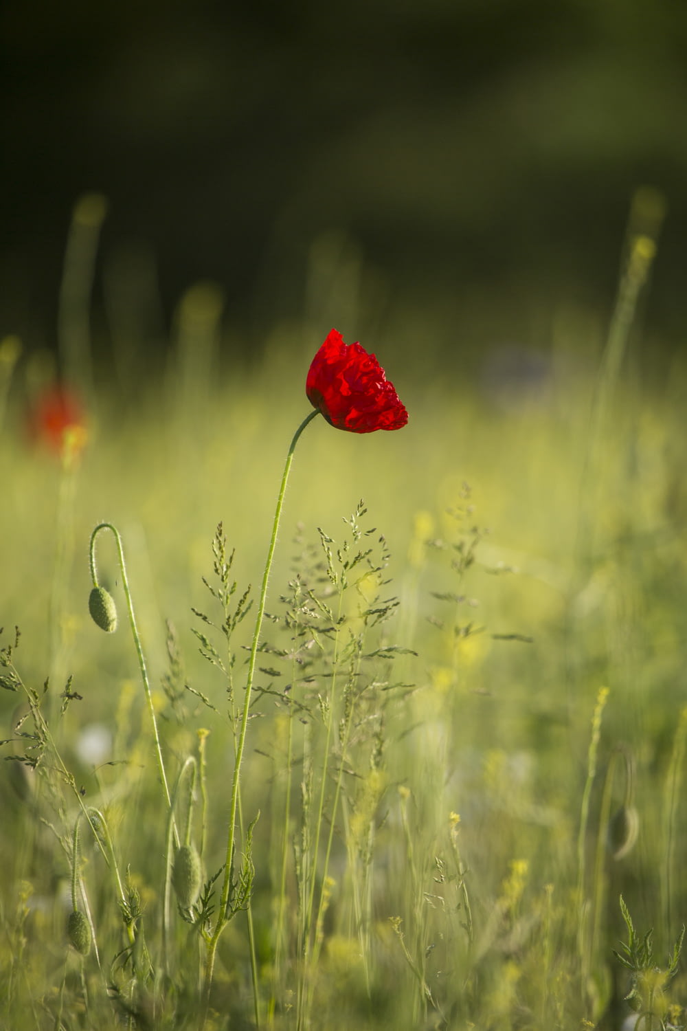 Rote Blume im grünen Grasfeld tagsüber