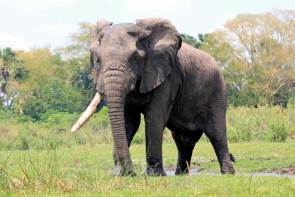 Un elefante parado en un campo cubierto de hierba con árboles en el fondo