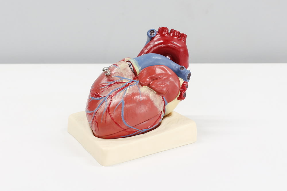 Un modèle de cœur humain sur une surface blanche