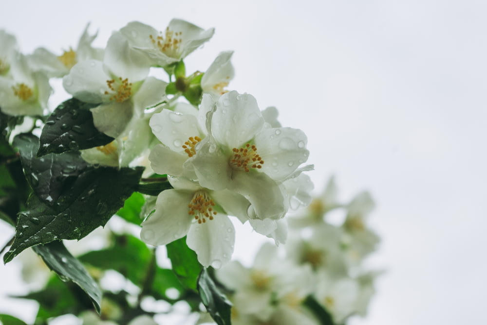 um close up de flores brancas com folhas verdes