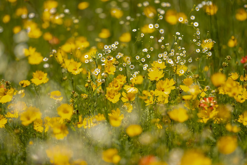 a field full of yellow flowers covered in water droplets