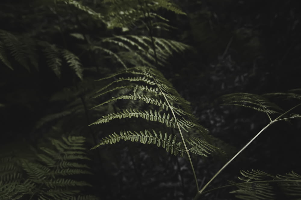 a fern leaf is shown in the dark