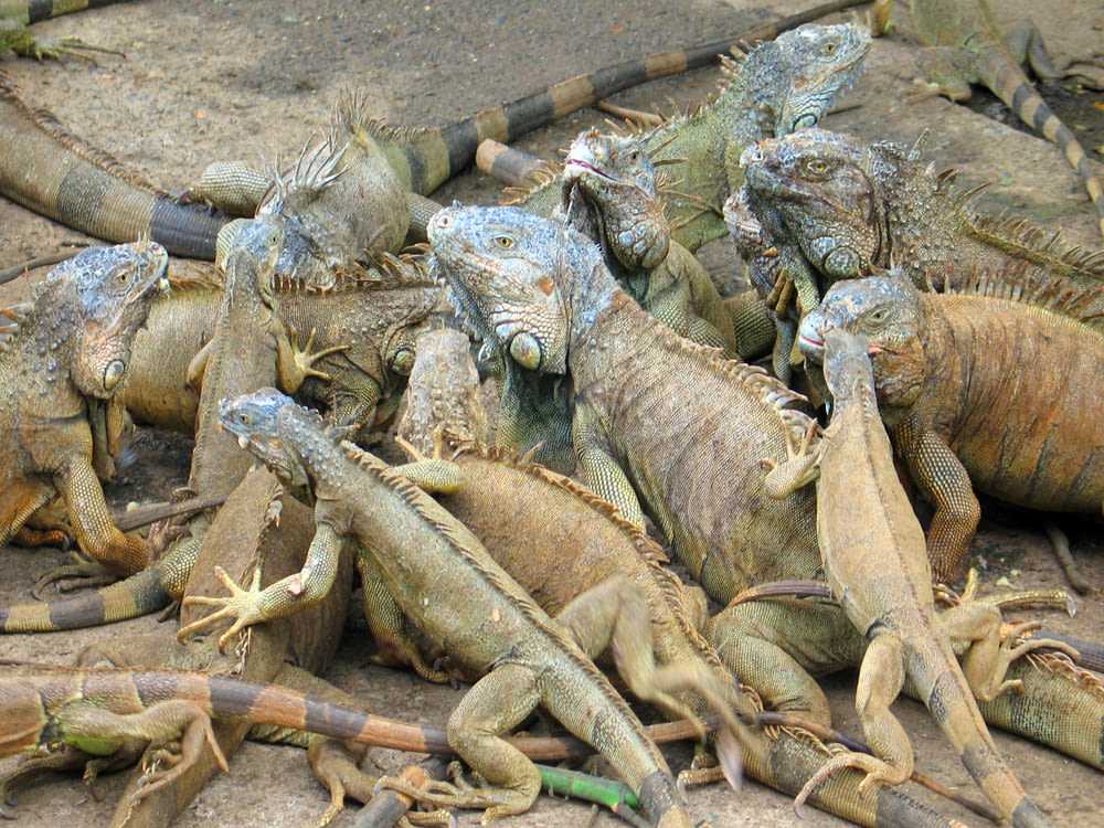 un groupe d’iguanes assis sur le sol