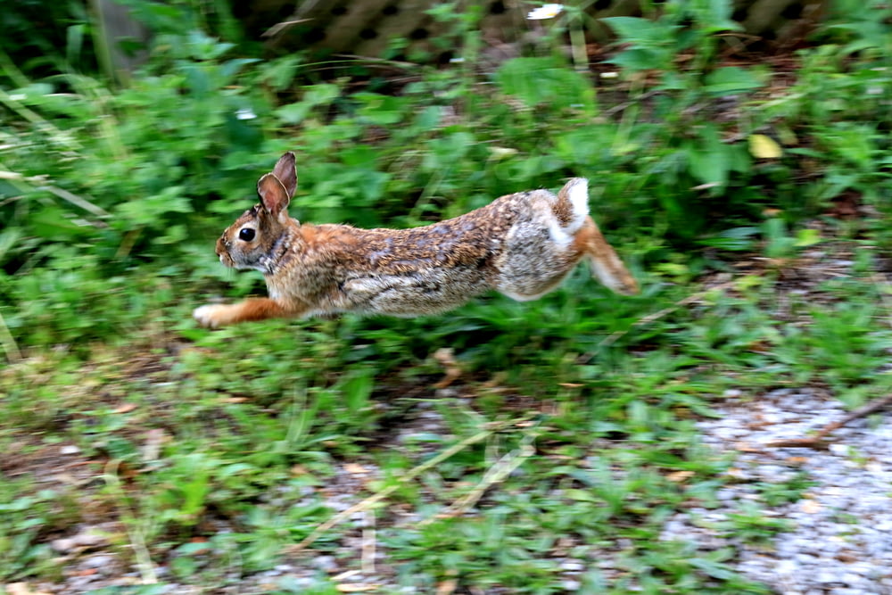 a brown and white rabbit running through a field