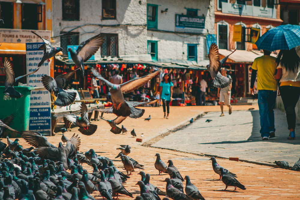 a flock of birds standing on top of a street