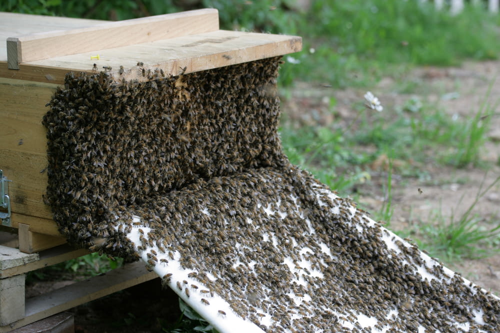 a beehive full of bees is covered in honeybees