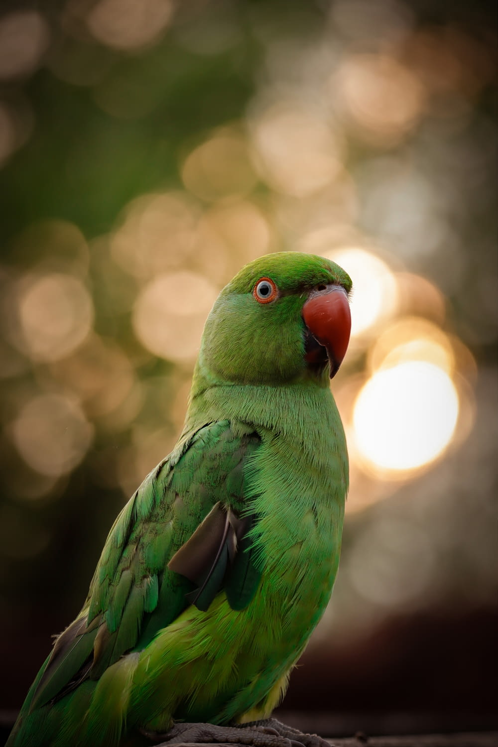 green bird in tilt shift lens