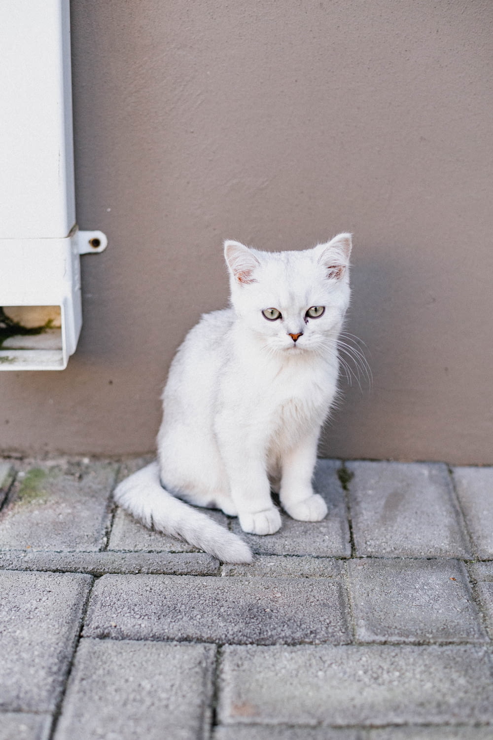 a white cat sitting next to a wall