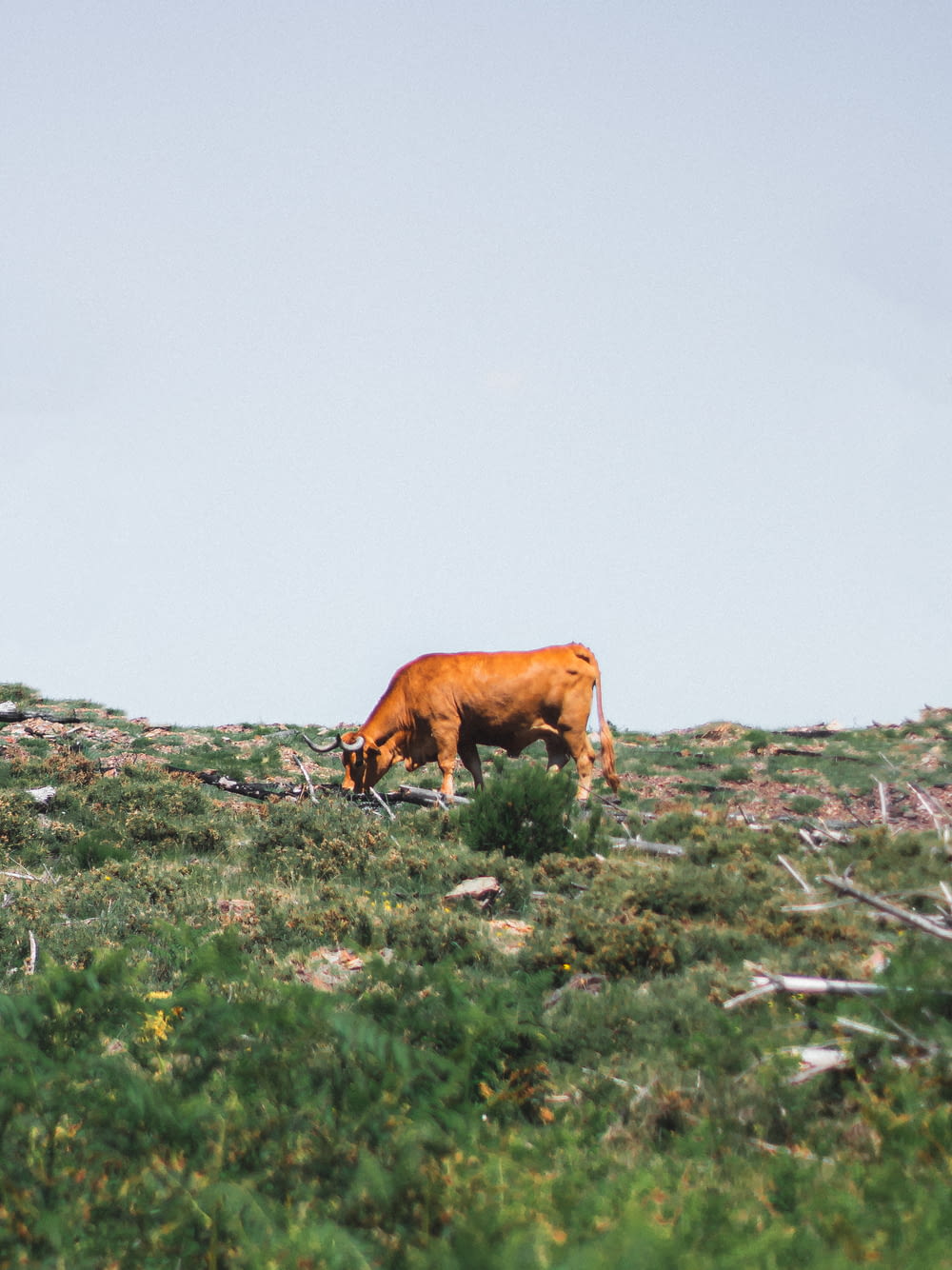 a brown cow grazing on a lush green hillside