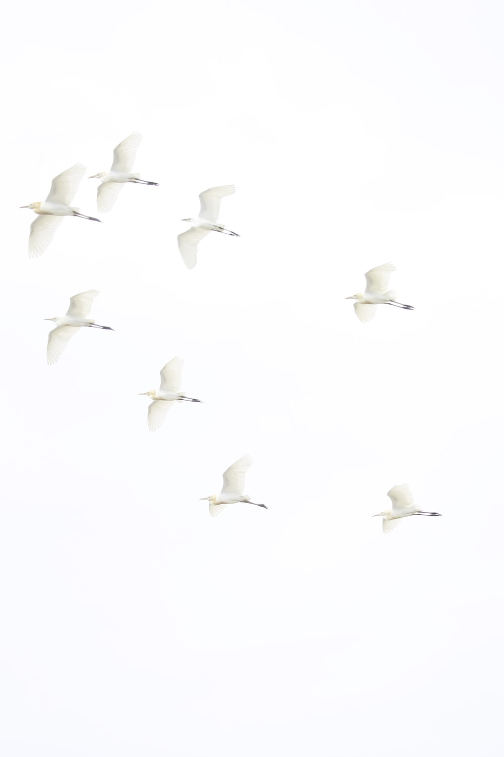 Ein Vogelschwarm fliegt durch einen weißen Himmel
