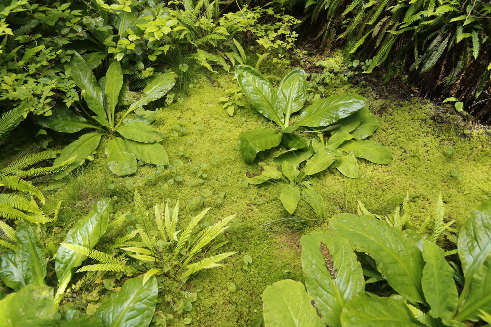 green leaf plant on ground