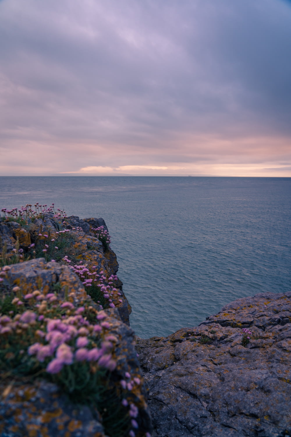 Flores púrpuras que crecen en el borde de un acantilado junto al océano