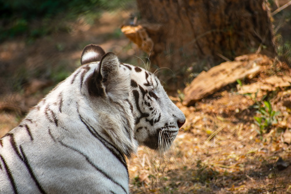 white and black tiger on brown grass during daytime
