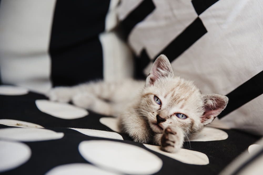 a small kitten laying on top of a black and white pillow