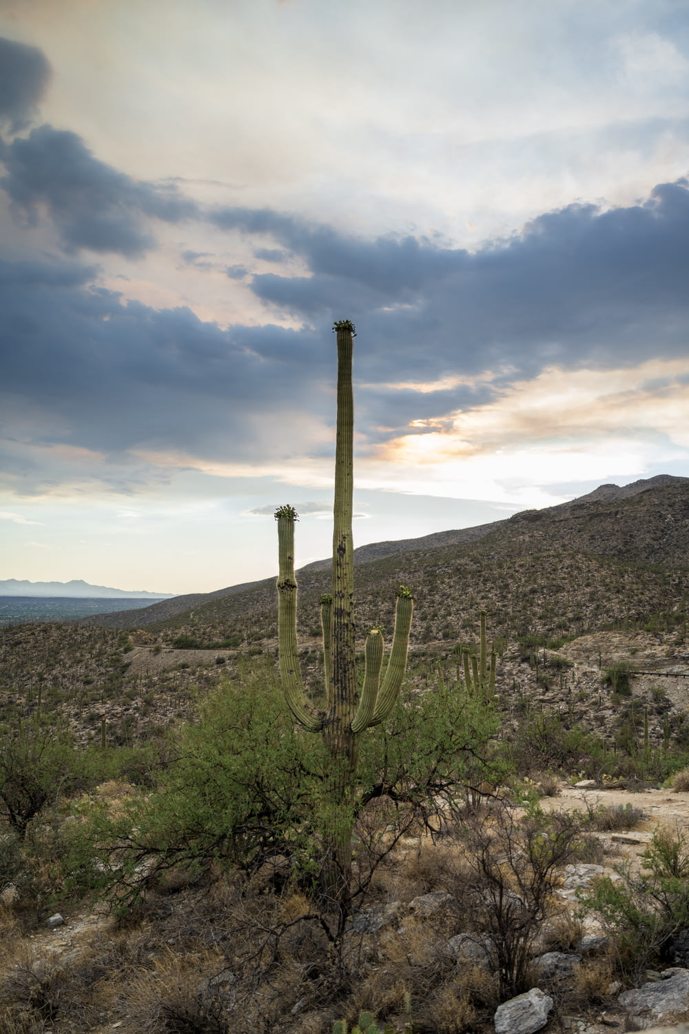 Un gran cactus en medio de un desierto