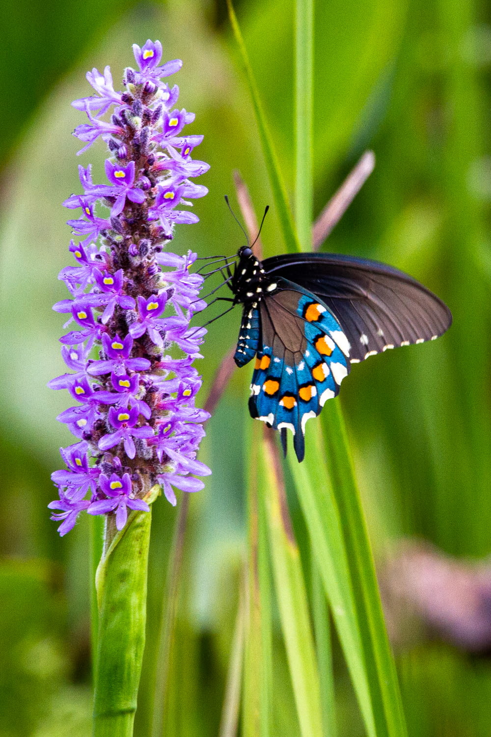 black blue and white butterfly perched on purple flower in close up photography during daytime