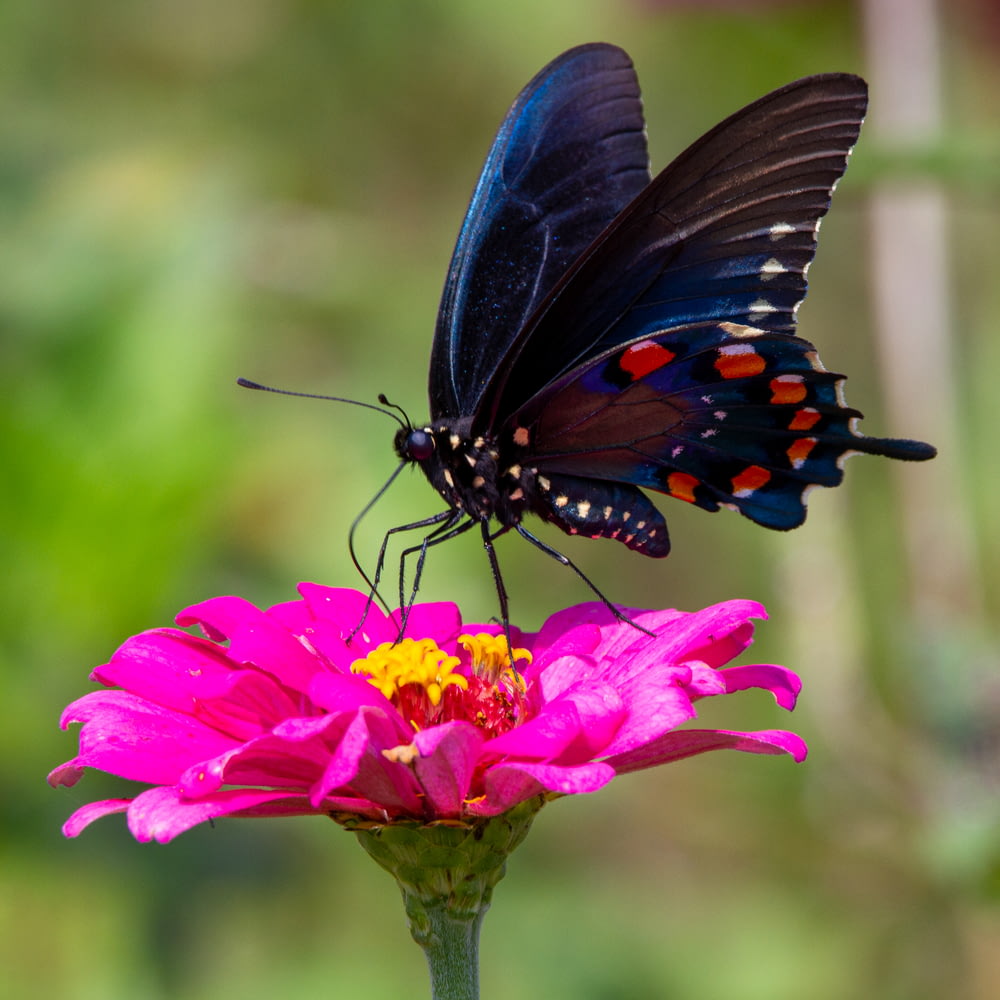 black and blue butterfly on pink flower during daytime