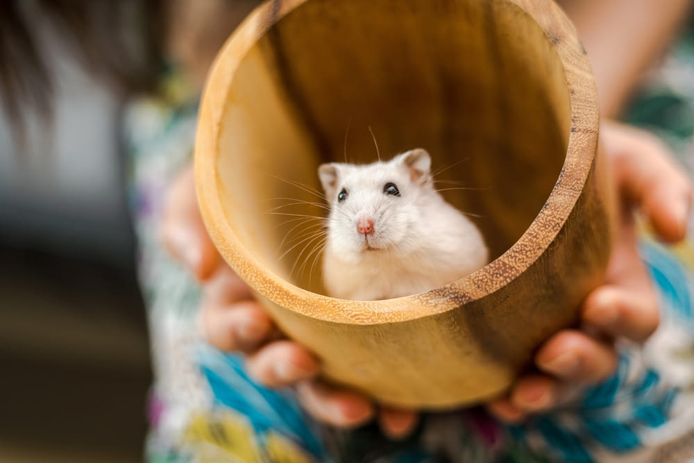 Weiße Maus im braunen Holzeimer