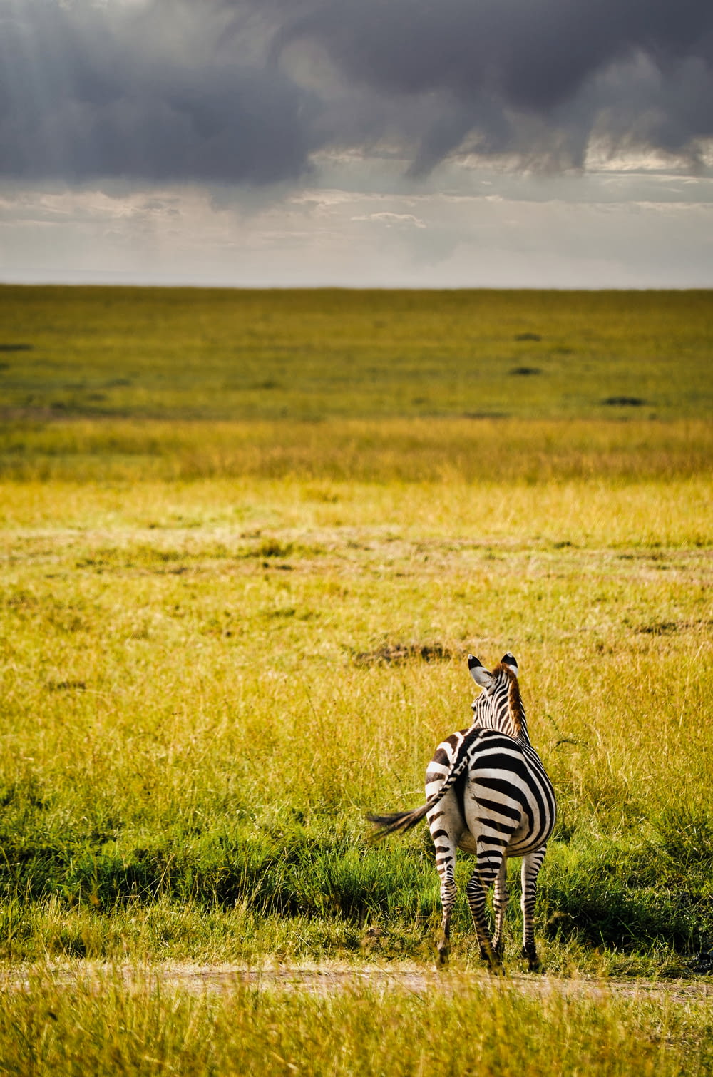 zebra standing on green grass field during daytime