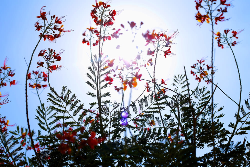 white and red flowers under blue sky during daytime