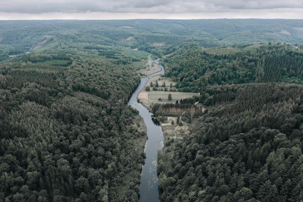 aerial view of green trees and river during daytime