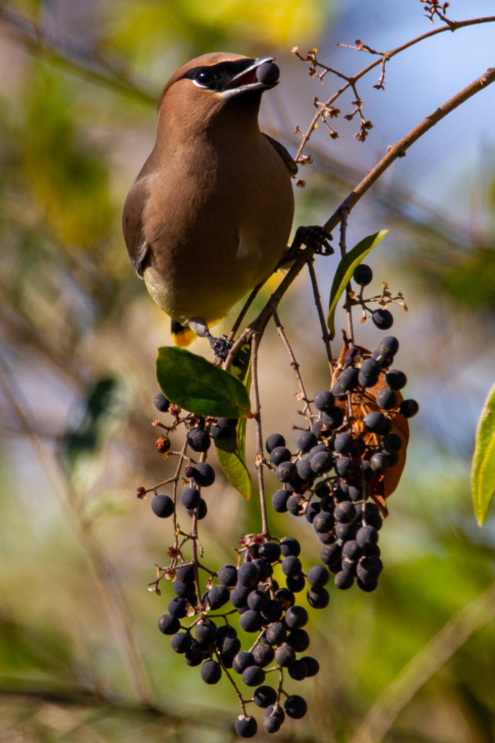 Oiseau brun sur branche d’arbre brun