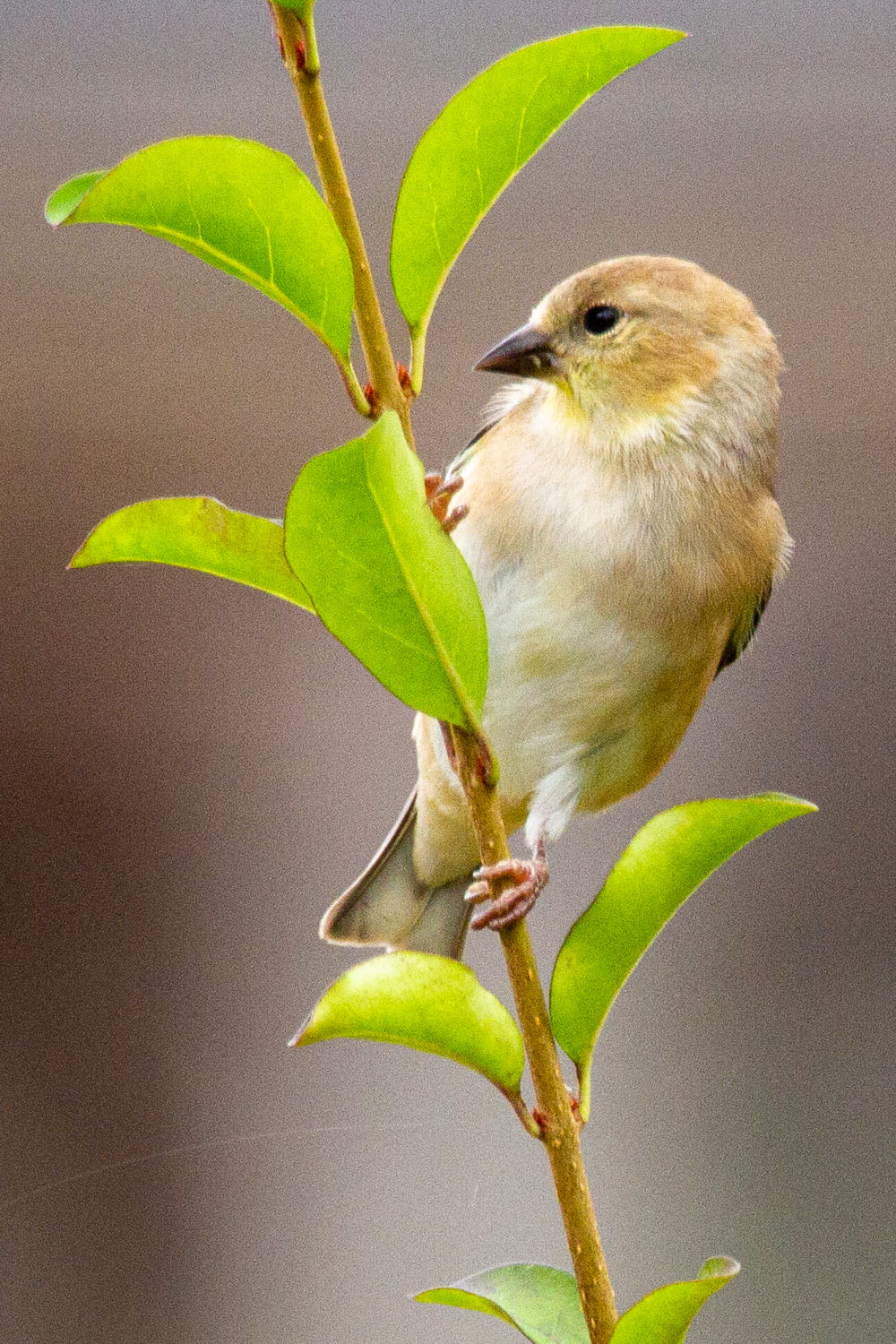 yellow bird perched on green leaf