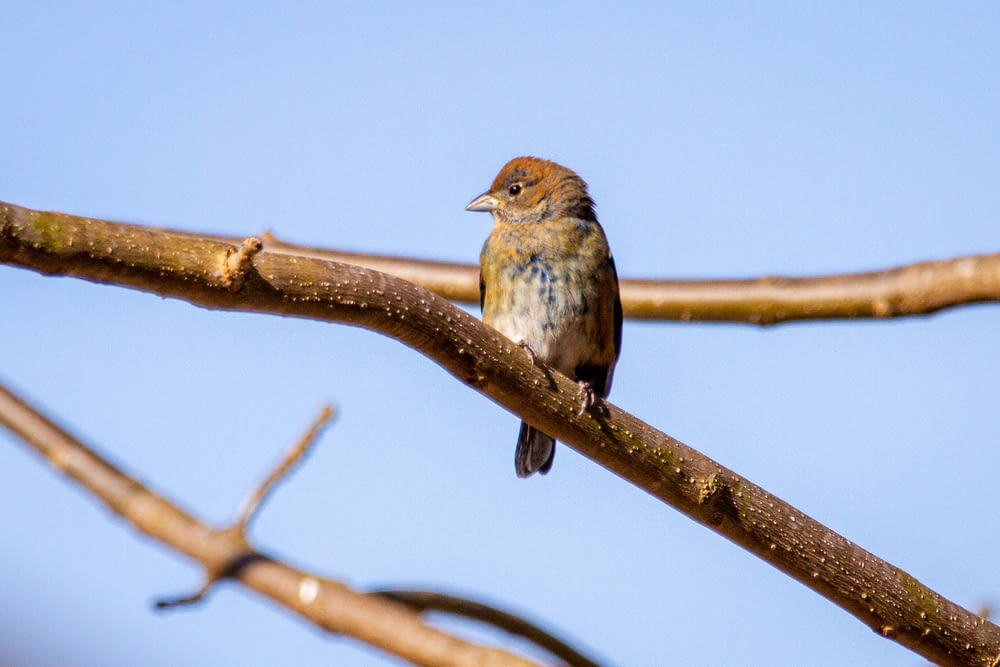 brown and blue bird on brown tree branch during daytime