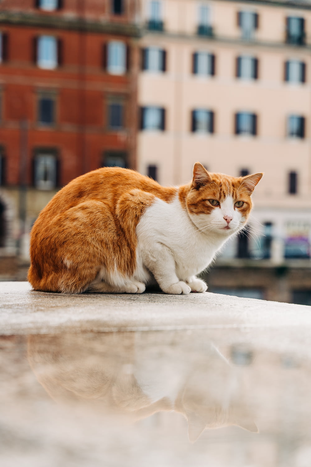 orange and white tabby cat on white concrete floor