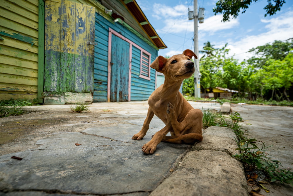 cão marrom de revestimento curto sentado no chão de concreto cinza durante o dia