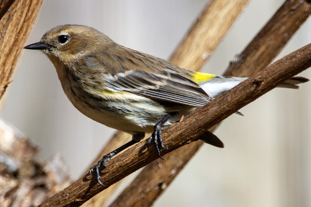 brown and yellow bird on brown tree branch
