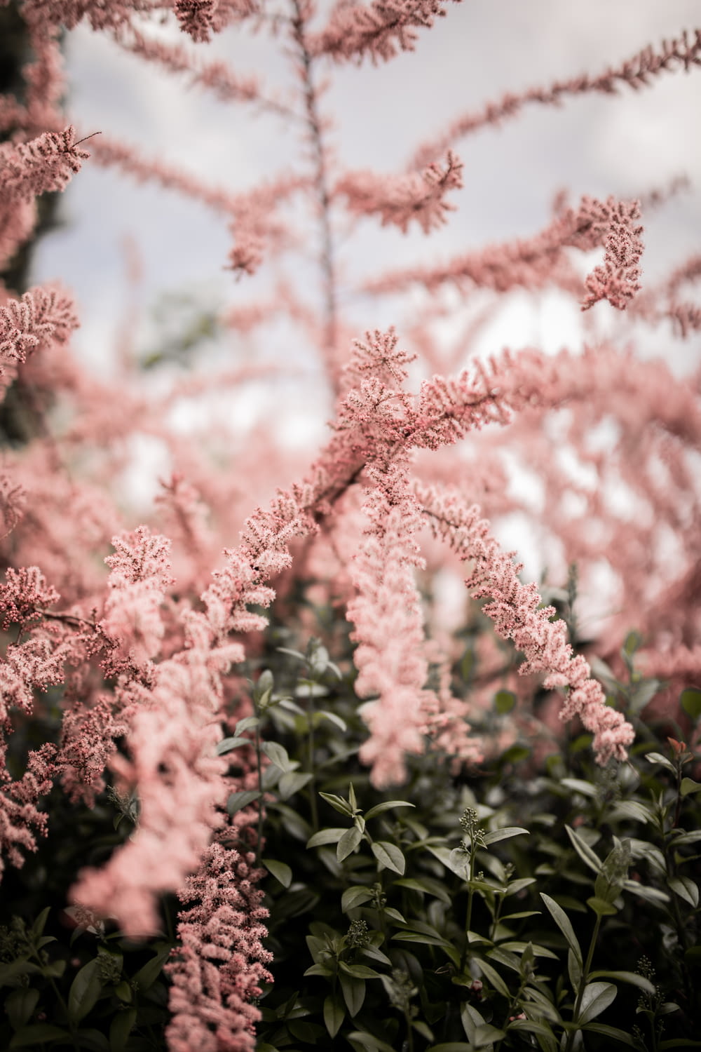 녹색 잎이있는 분홍색 꽃