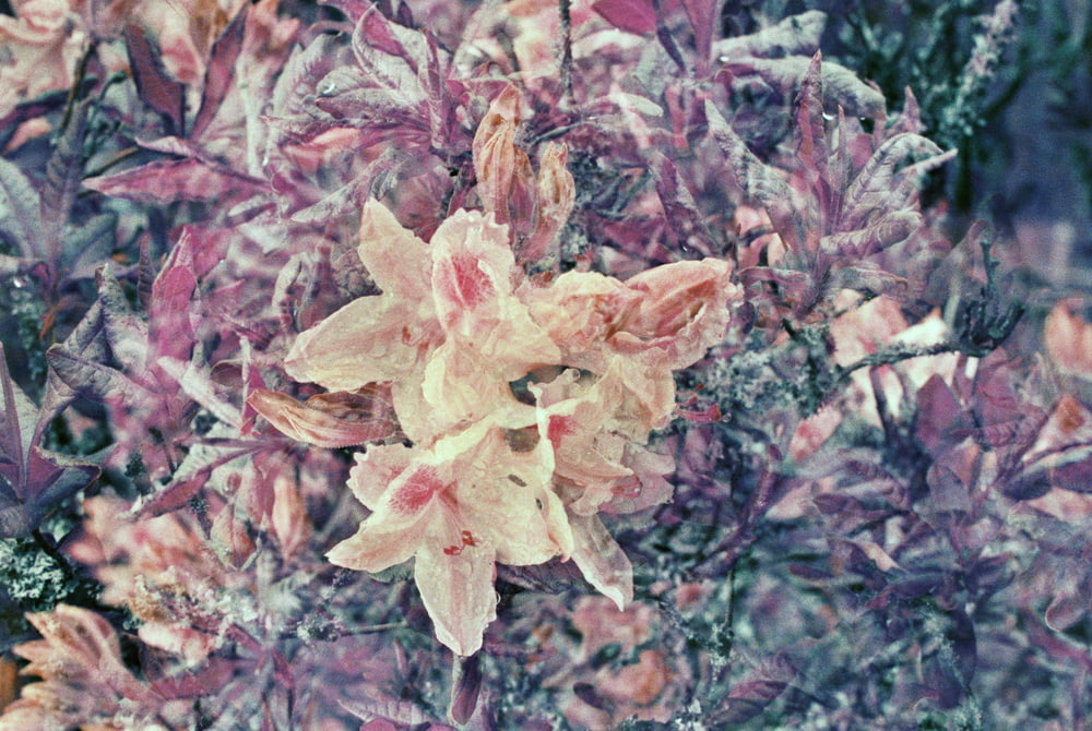 분홍색과 흰색 단풍 나무 잎