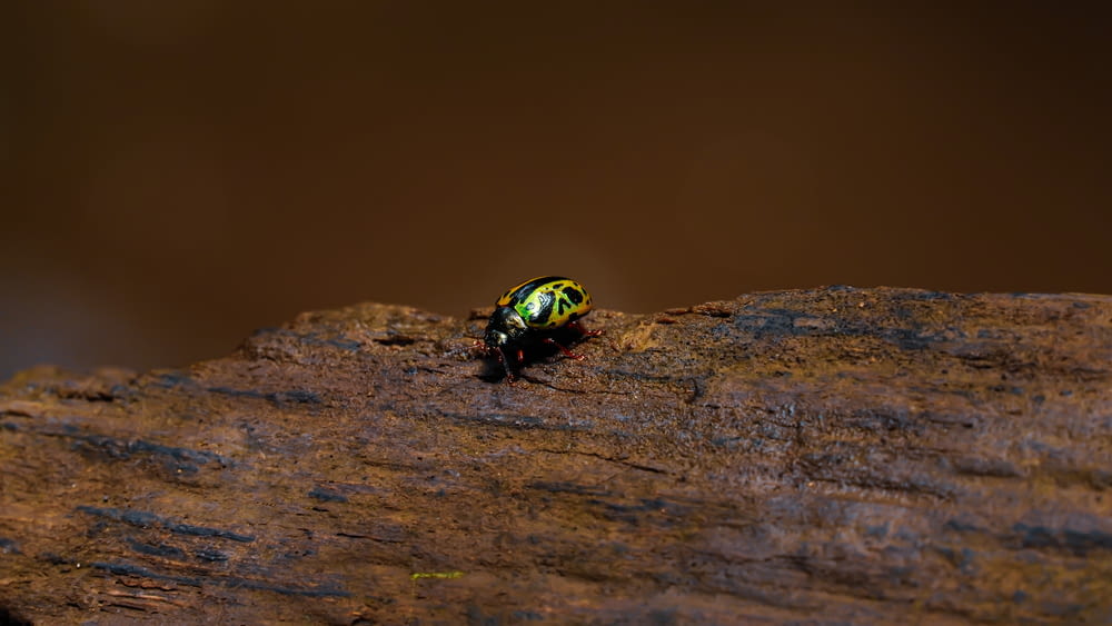green and black beetle on brown rock