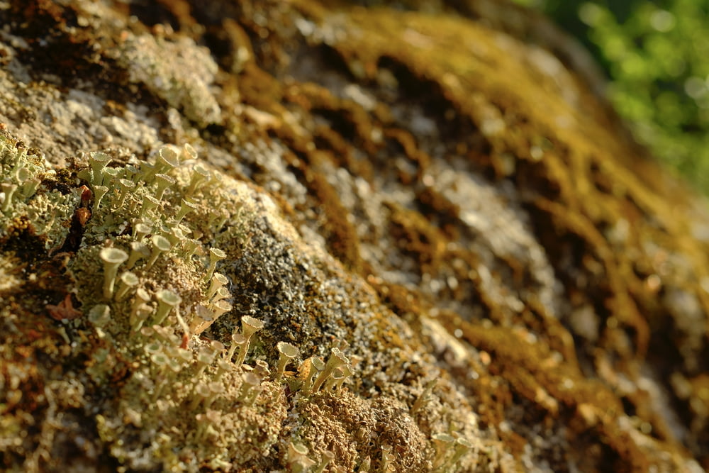 brown and white rock with green moss