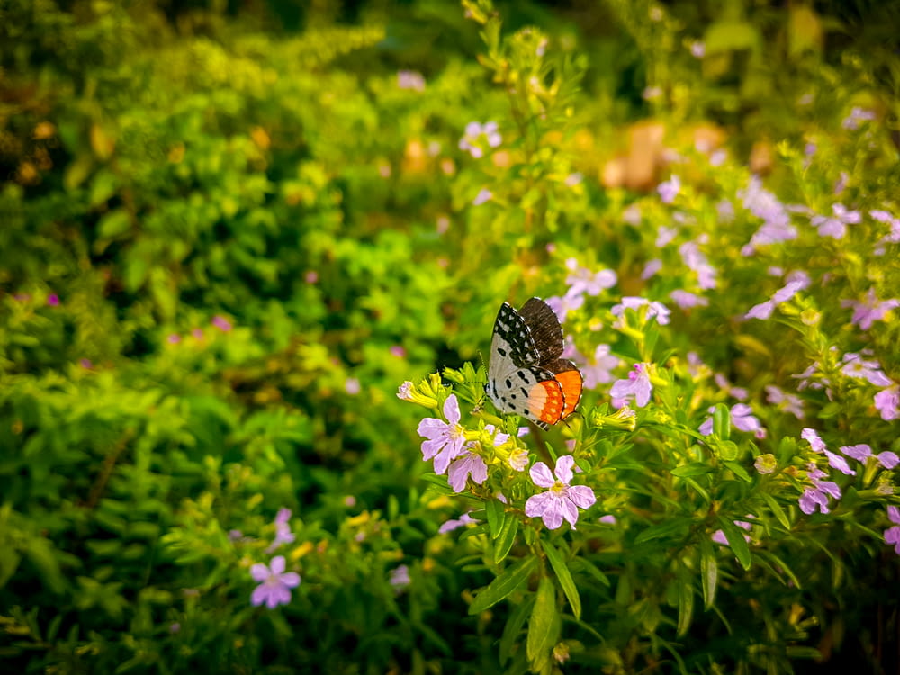 brown white and black butterfly on purple flower