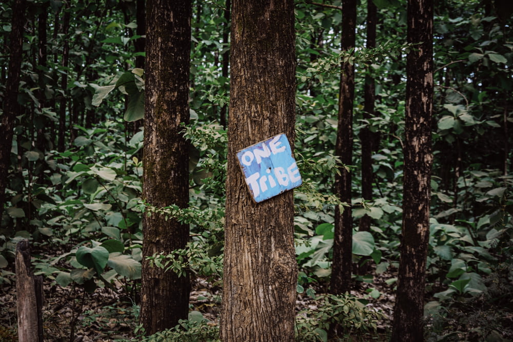 Signalisation bleue et blanche sur tronc d’arbre brun