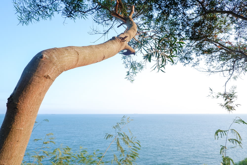 tronco de árvore marrom perto do corpo de água durante o dia