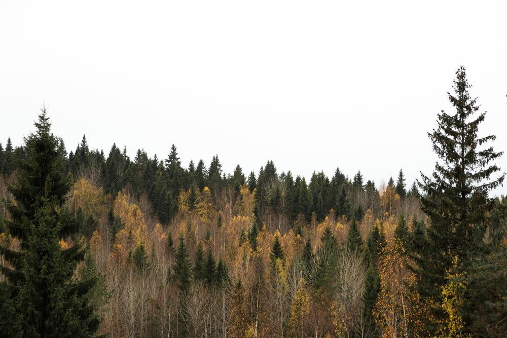 árvores verdes e marrons sob o céu branco durante o dia