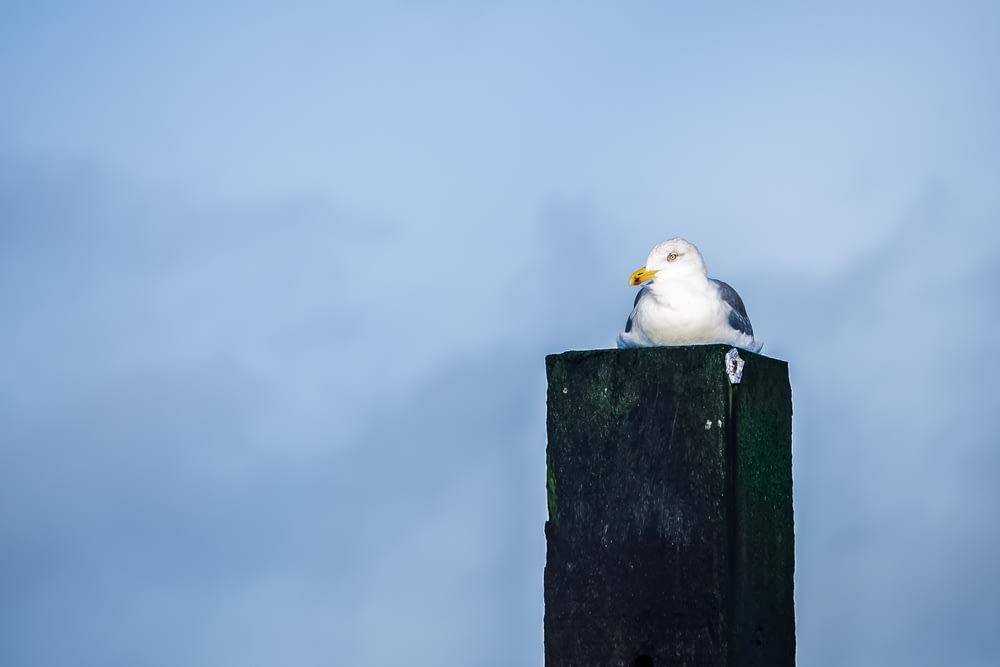 white and gray bird on black wooden post