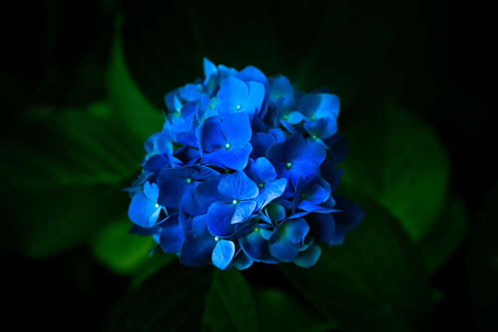 fleur bleue dans la prise de vue macro
