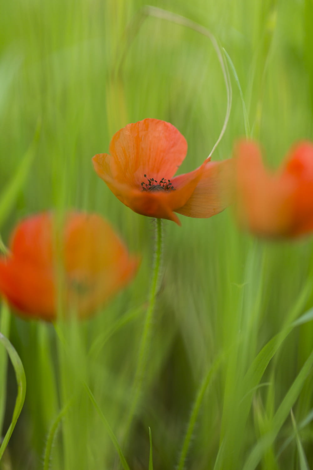 orange flower in green grass during daytime