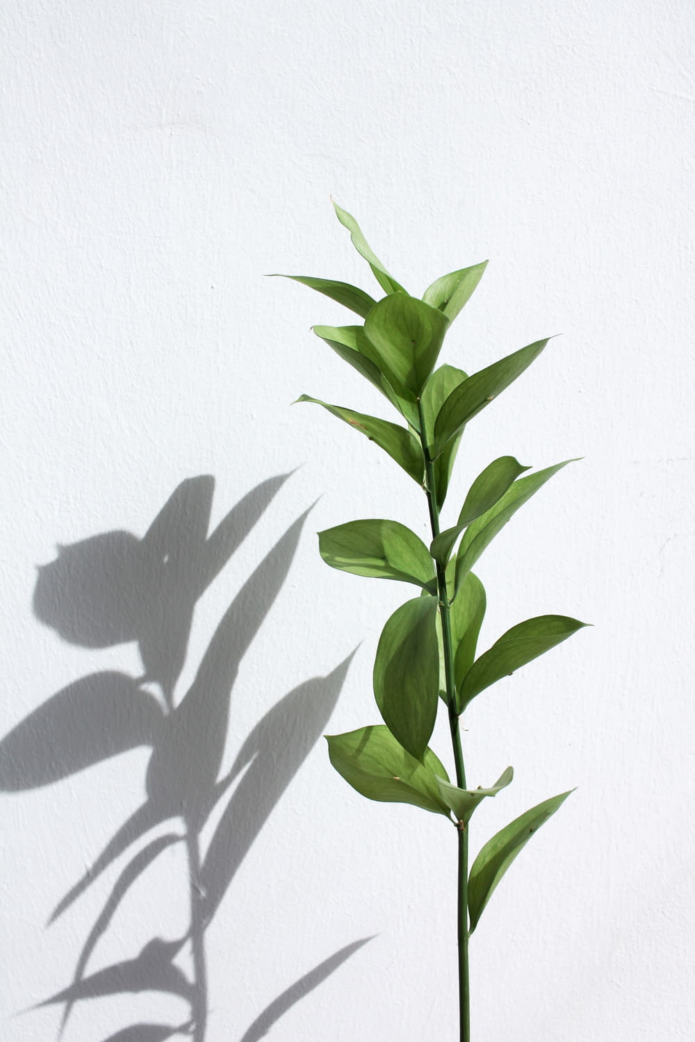 pianta verde su parete bianca