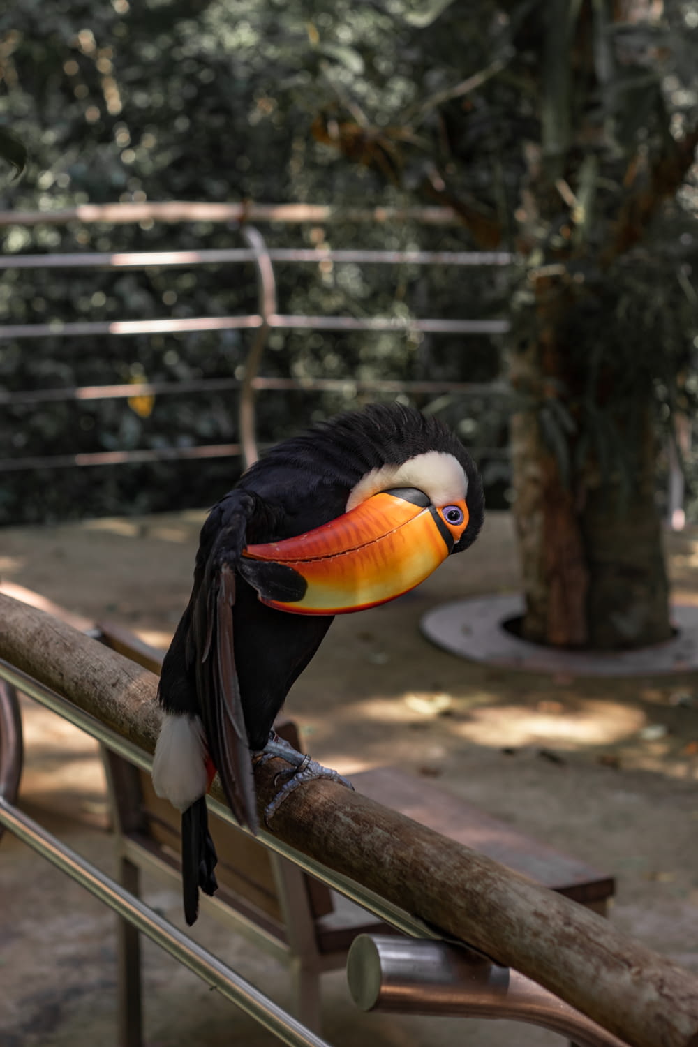 oiseau noir, blanc et orange sur la clôture en bois brun pendant la journée