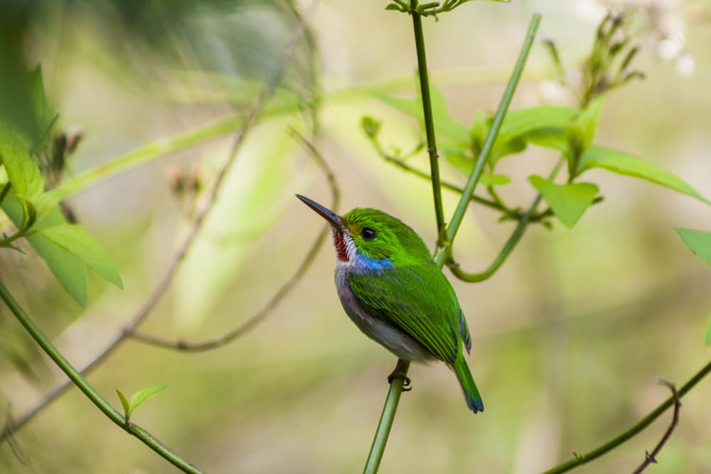 green and blue bird on tree branch