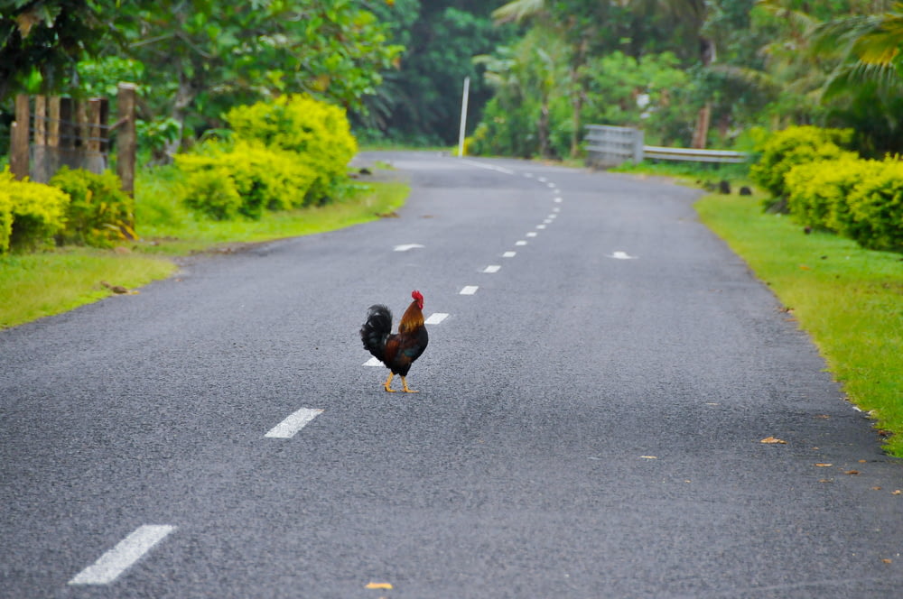 black and red rooster on road during daytime
