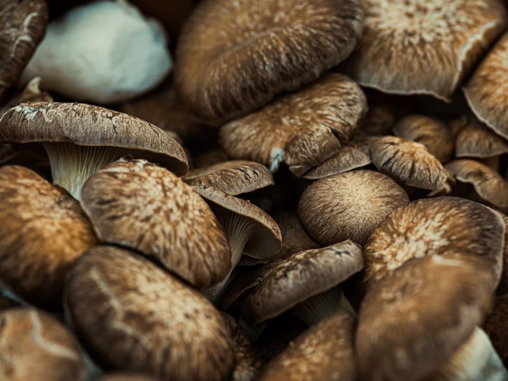 brown and white mushrooms in tilt shift lens