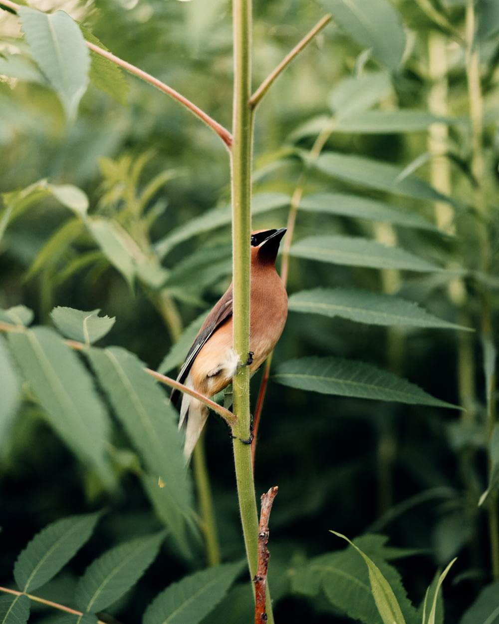 green and brown bird on green plant