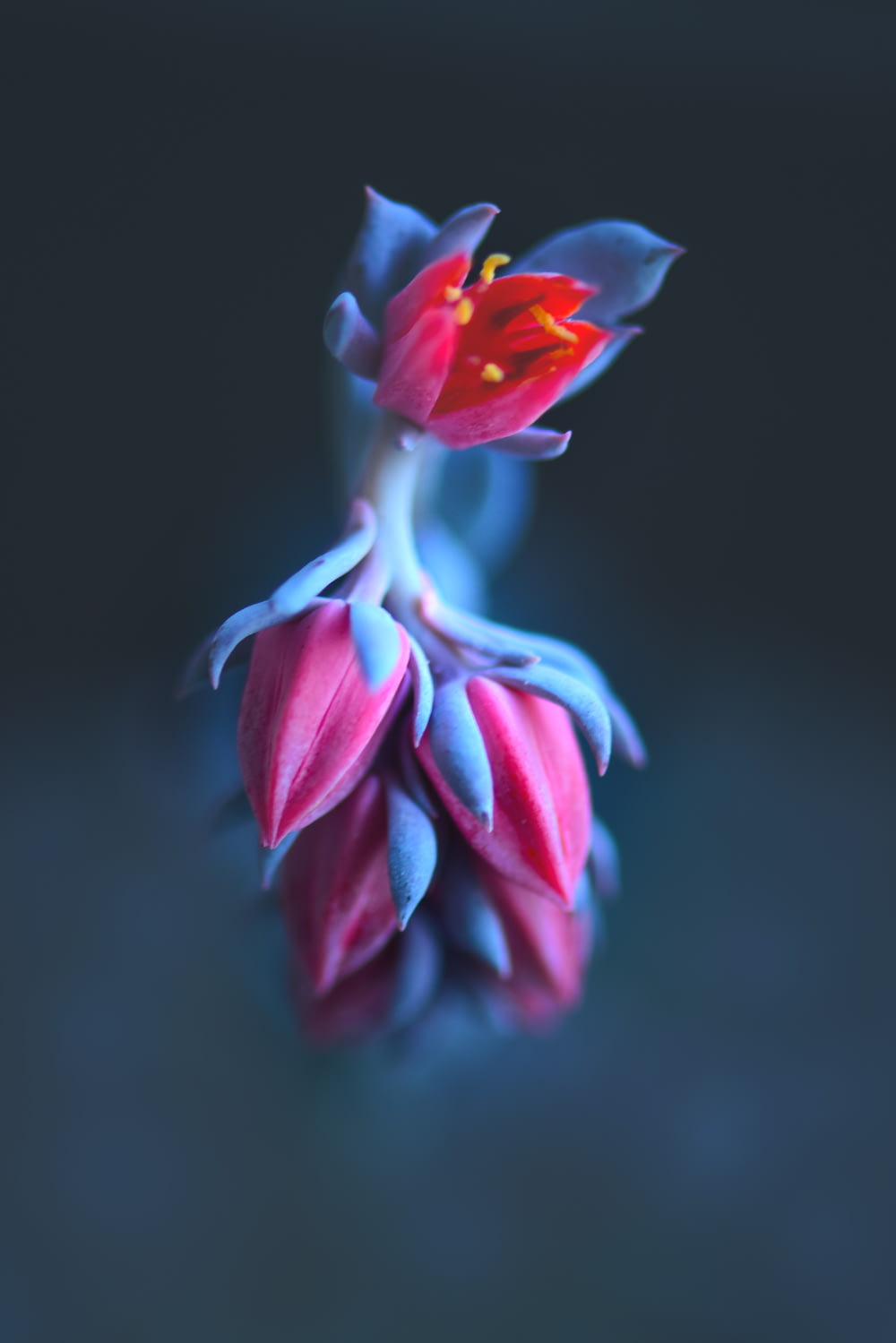 blue and red flower in close up photography