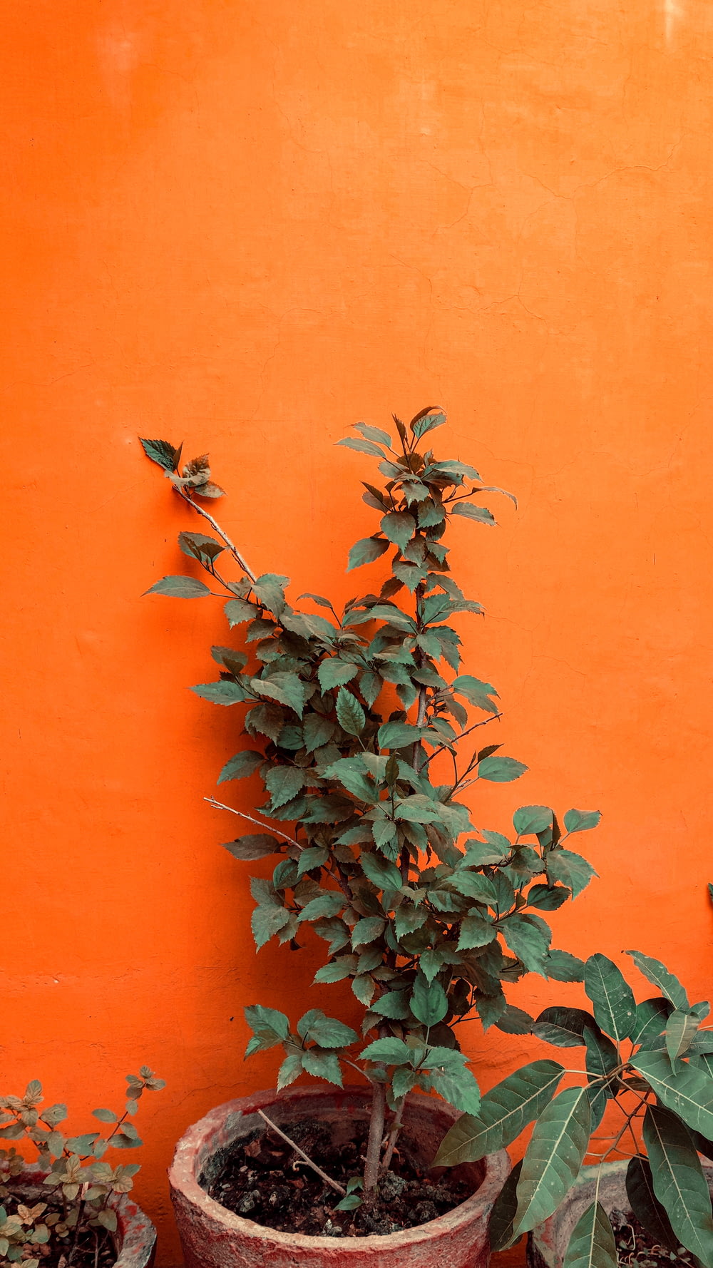 green and white plant on orange wall